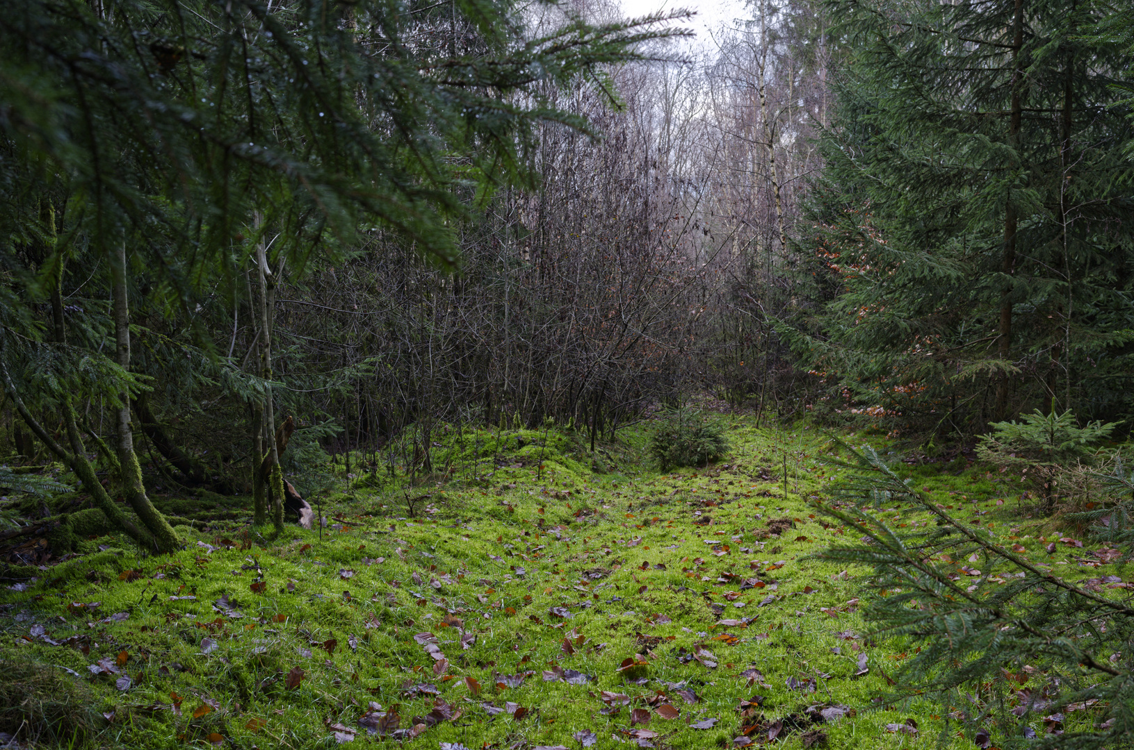 Waldmotive, hier: in den Mooswelten oder das Ende des Weges