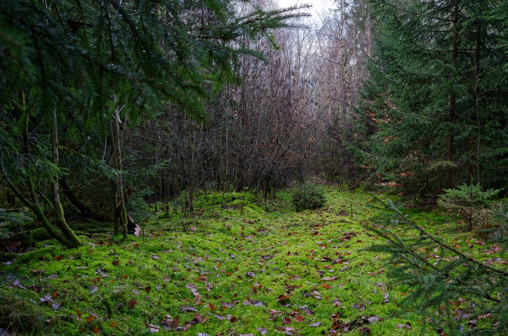 Waldmotive, hier: in den Mooswelten oder das Ende des Weges