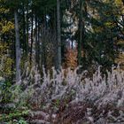 Waldmotive, hier: Indian Summer im Saarland (4)