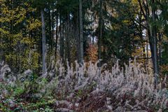 Waldmotive, hier: Indian Summer im Saarland (4)