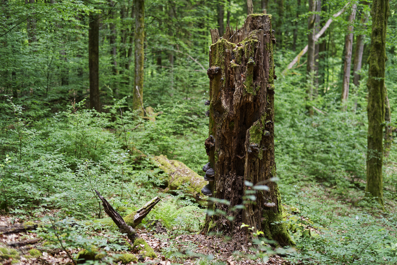 Waldmotive, hier: Insektenhaus mit Baumschwämmen (2)