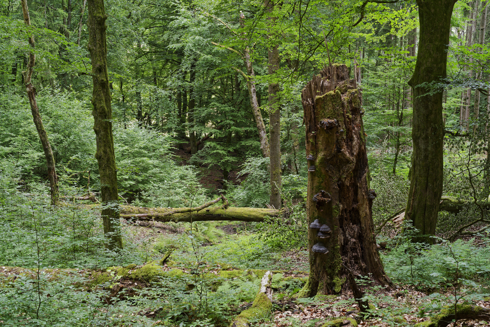 Waldmotive, hier: Insektenhaus mit Baumschwämmen