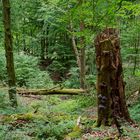 Waldmotive, hier: Insektenhaus mit Baumschwämmen