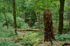 Waldmotive, hier: Insektenhaus mit Baumschwämmen