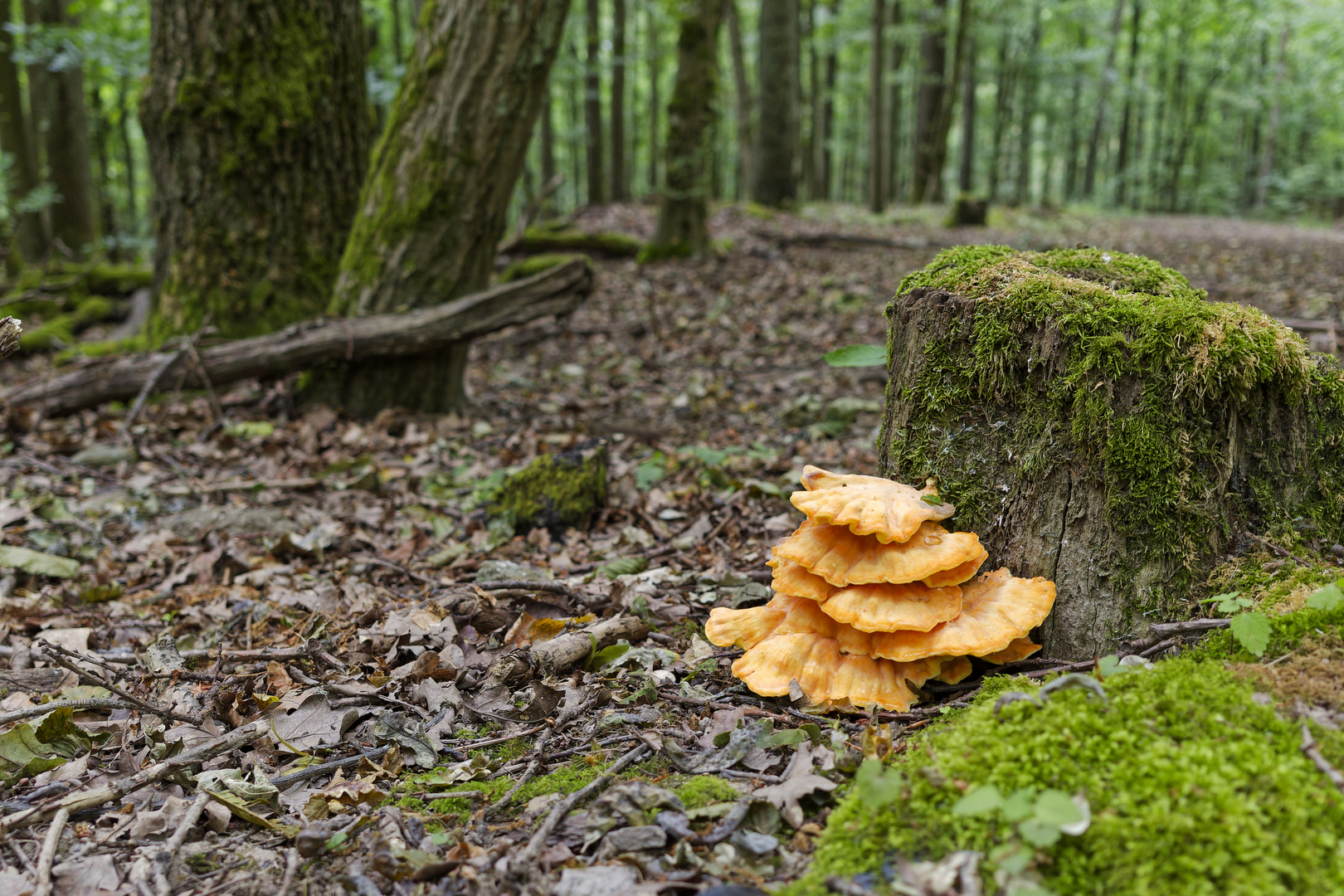 Waldmotive, hier: junger Schwefelporling