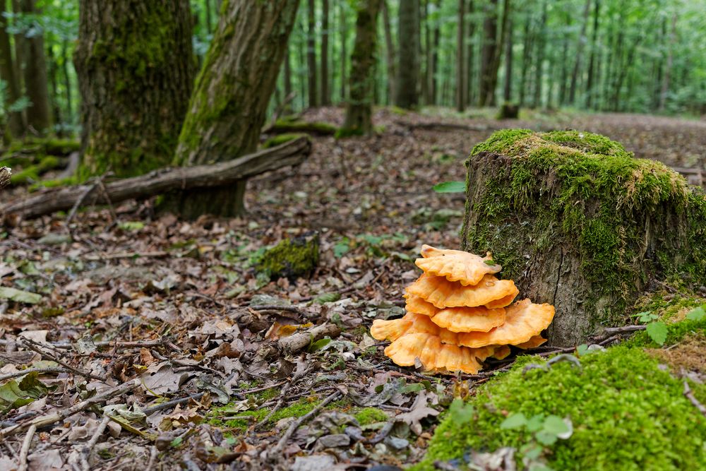 Waldmotive, hier: junger Schwefelporling