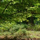 Waldmotive, hier: kleine Waldlichtung