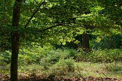 Waldmotive, hier: kleine Waldlichtung