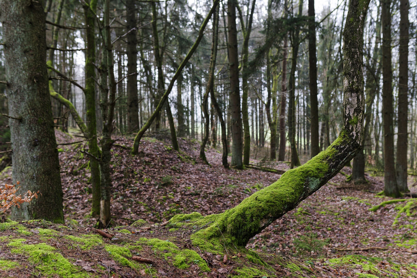 Waldmotive, hier: krumm ist auch schön