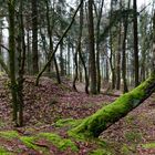 Waldmotive, hier: krumm ist auch schön