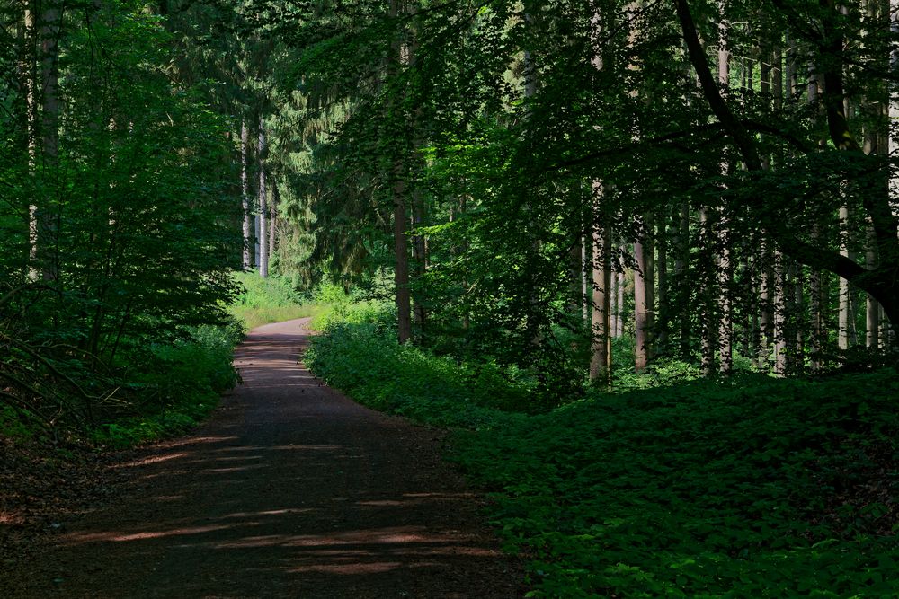 Waldmotive, hier: kühlende Schattenzonen