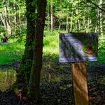 Waldmotive, hier: Kunst im Sumpf am Netzbach