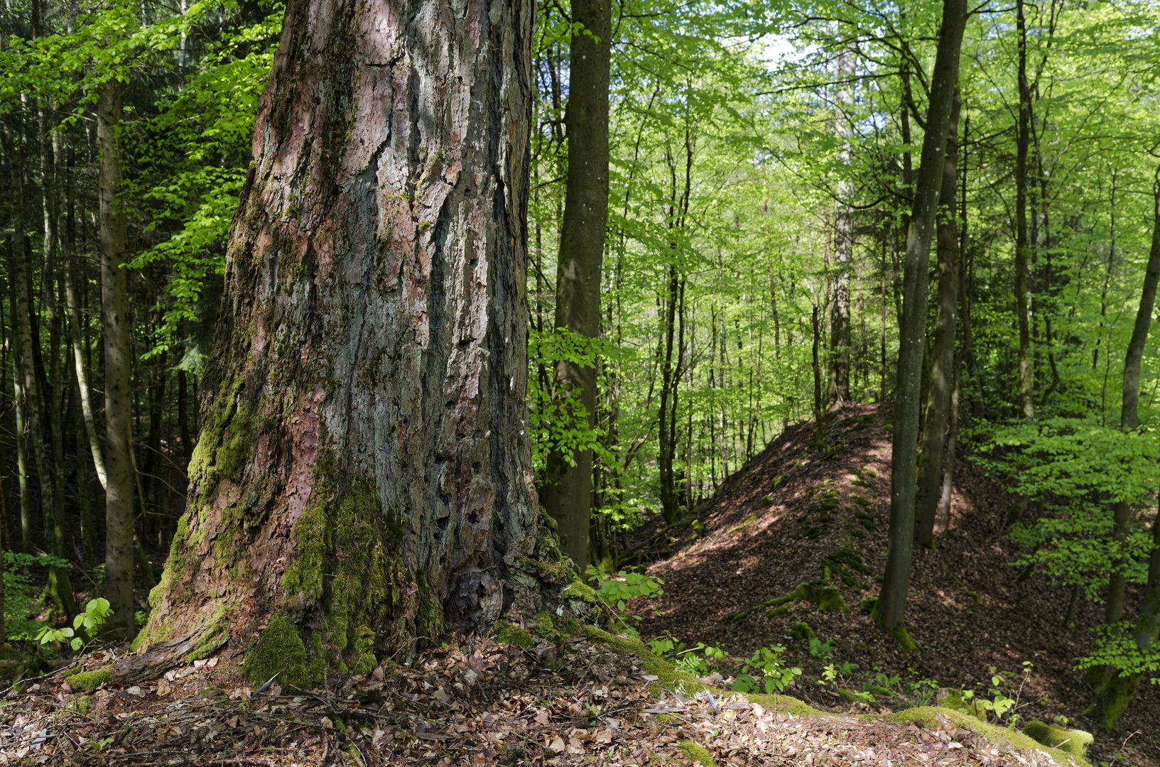 Waldmotive, hier: Lärche als Exot im Laubwald