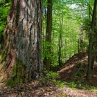 Waldmotive, hier: Lärche als Exot im Laubwald