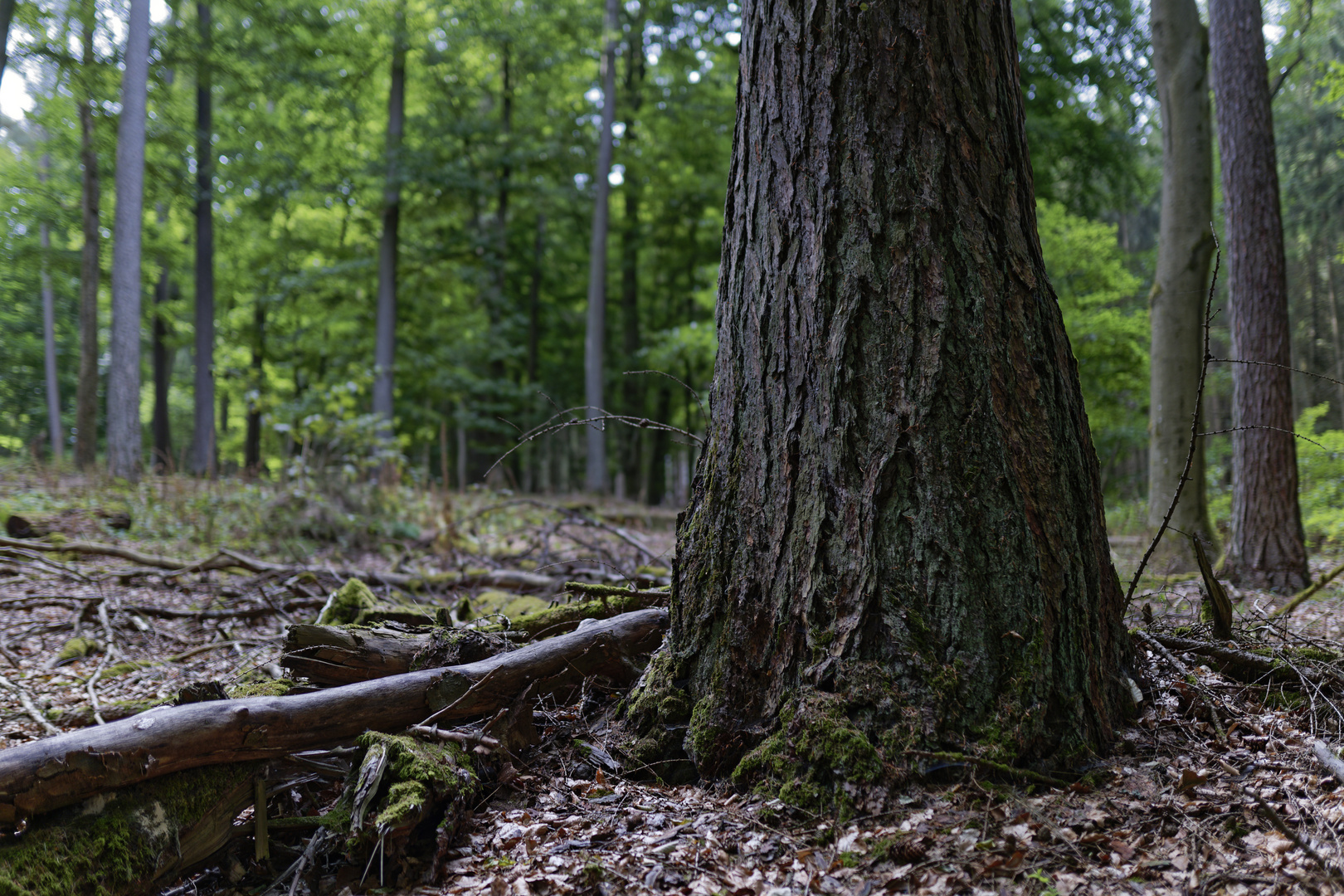 Waldmotive, hier: Lärchenstamm