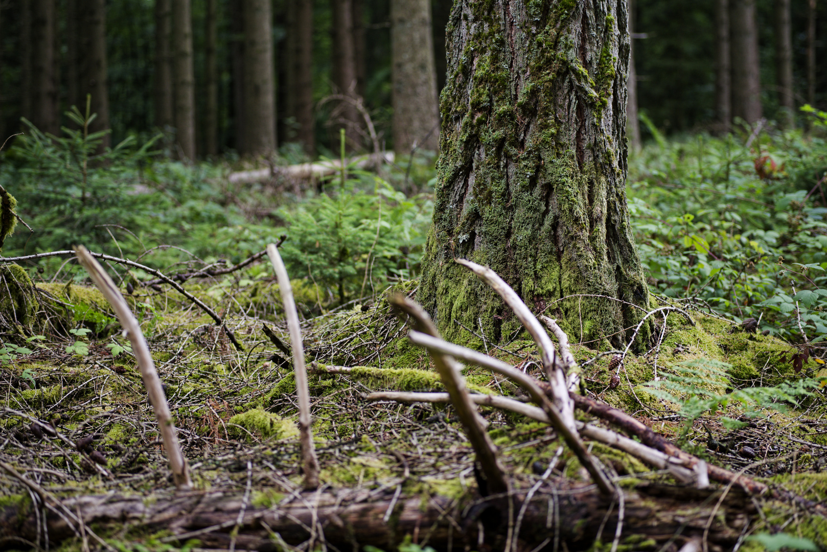 Waldmotive, hier: Lärchenstamm mit Flechten und Moos