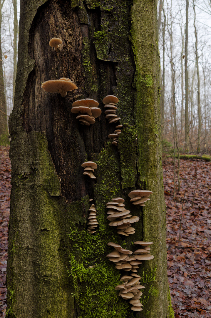 Waldmotive, hier: Lamellenpilze auf Buchenstamm 