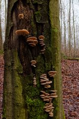 Waldmotive, hier: Lamellenpilze auf Buchenstamm 