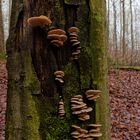 Waldmotive, hier: Lamellenpilze auf Buchenstamm 