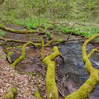 Waldmotive, hier: lassen wir der Natur ihren Lauf