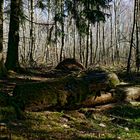 Waldmotive, hier: Lebensräume im Wald