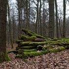 Waldmotive, hier: Lebensraum Holzpolter