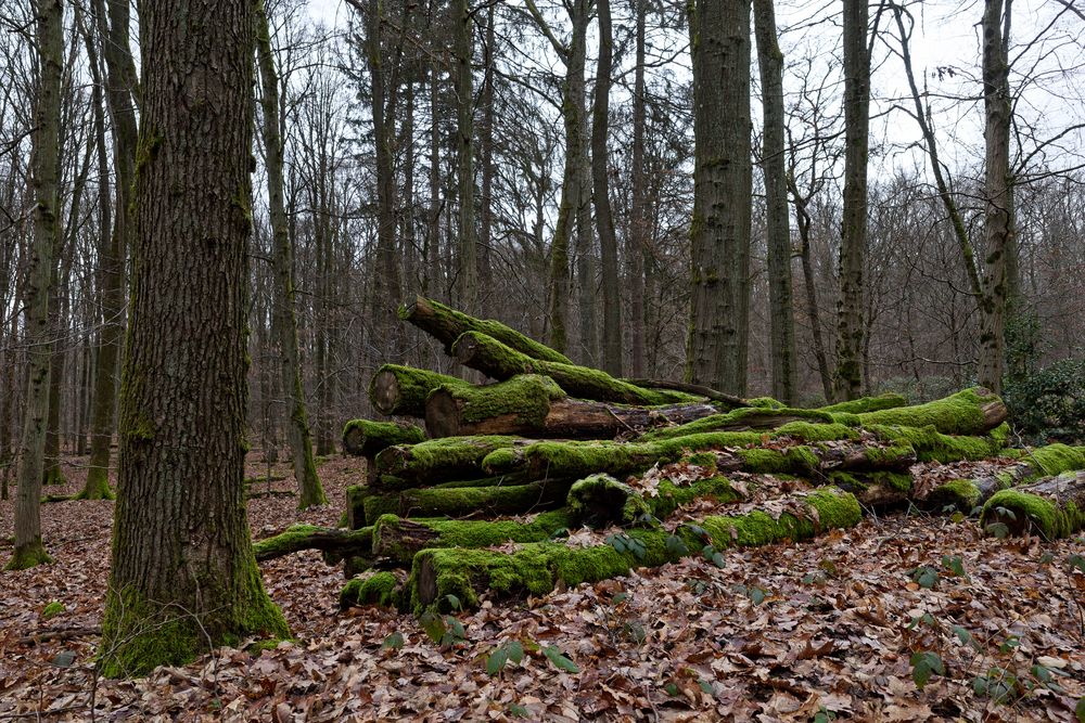 Waldmotive, hier: Lebensraum Holzpolter