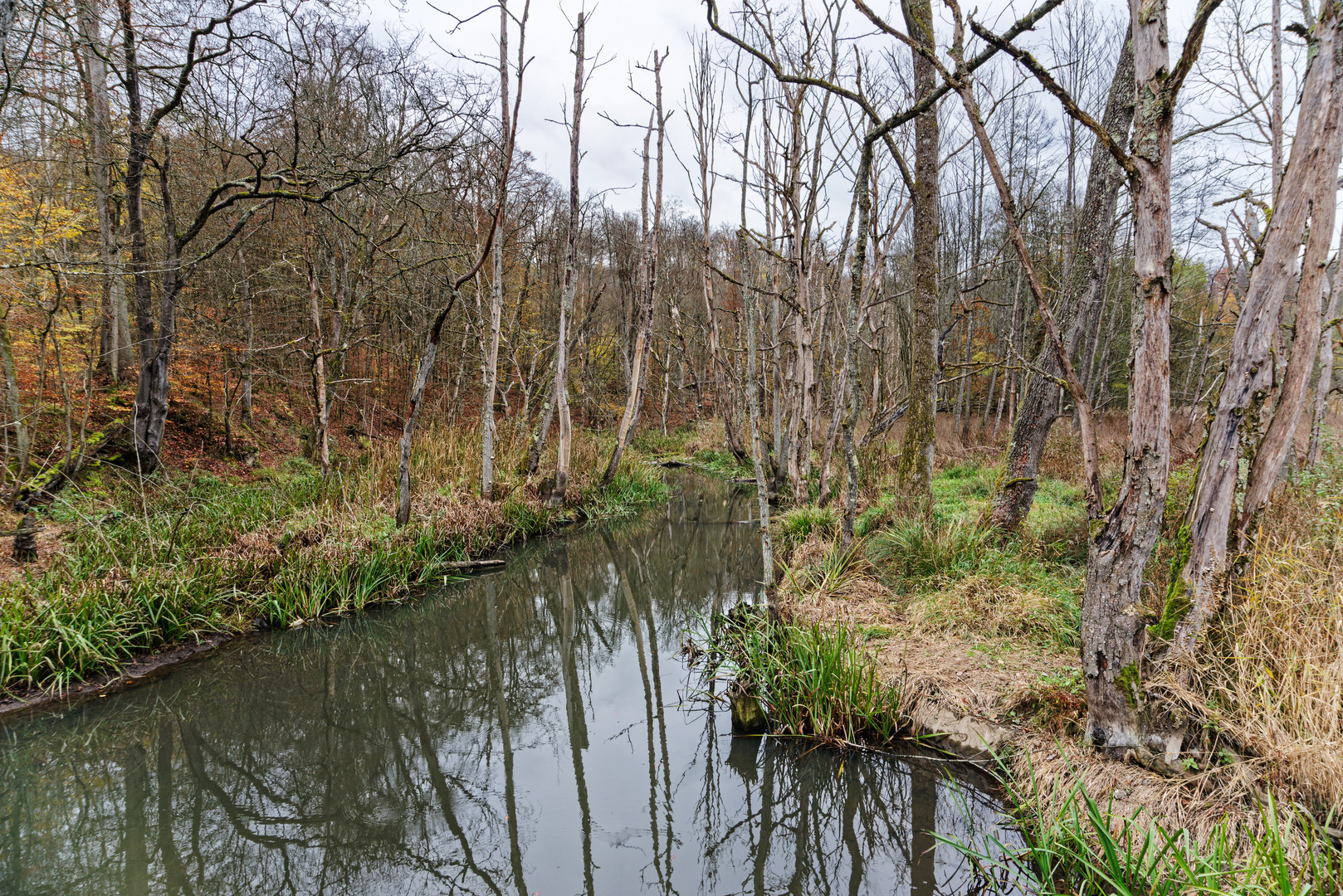 Waldmotive, hier: Lebensraum Sumpf