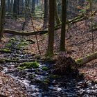 Waldmotive, hier: letzte Winterimpressionen am Waldbach (2)