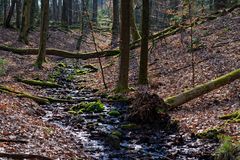 Waldmotive, hier: letzte Winterimpressionen am Waldbach (2)