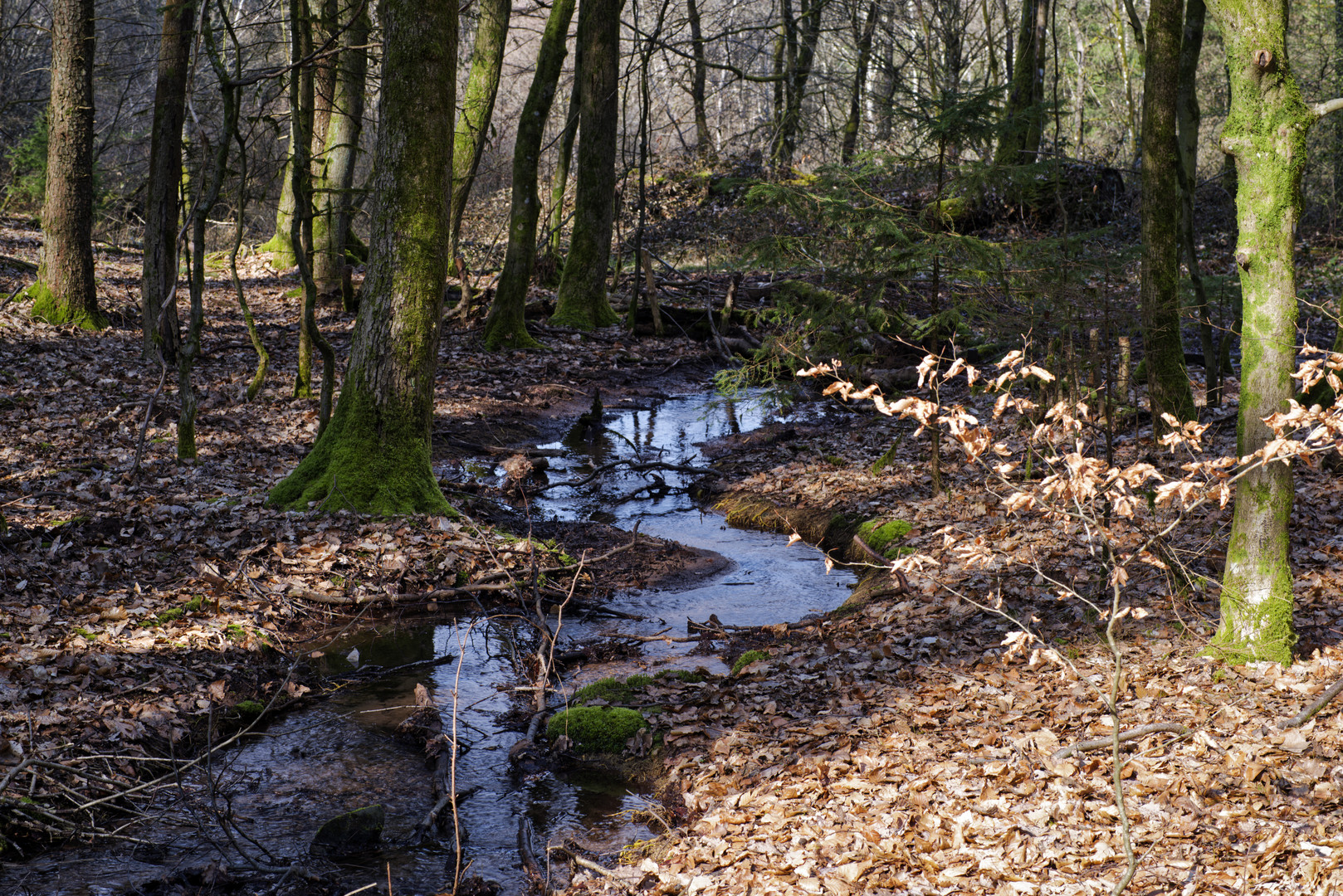 Waldmotive, hier: letzte Winterimpressionen am Waldbach