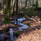 Waldmotive, hier: letzte Winterimpressionen am Waldbach