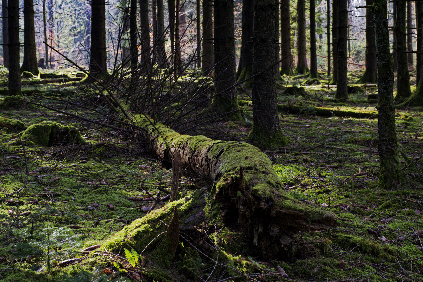 Waldmotive, hier: letzte Winterimpressionen im Fichtenwald (2)