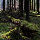 Waldmotive, hier: letzte Winterimpressionen im Fichtenwald (2)