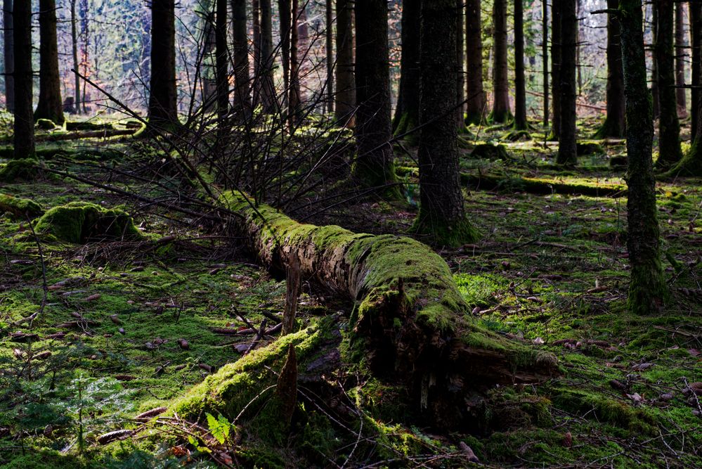 Waldmotive, hier: letzte Winterimpressionen im Fichtenwald (2)