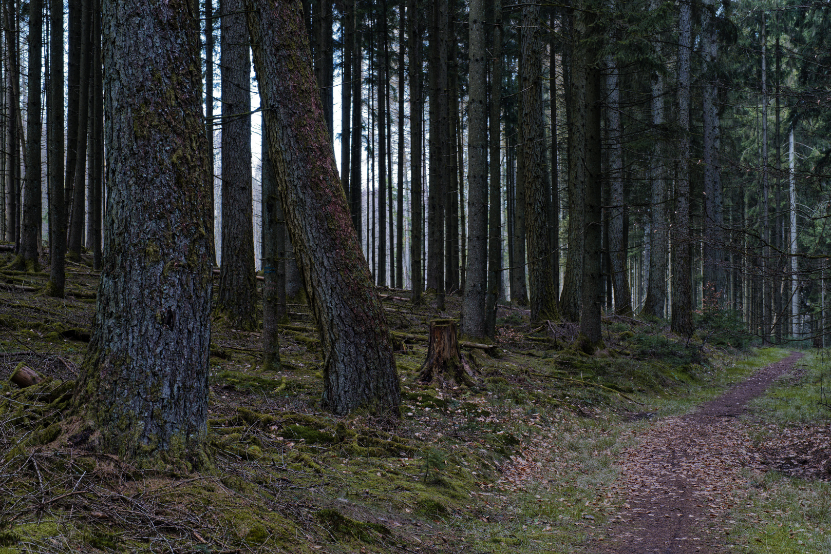 Waldmotive, hier: letzte Winterimpressionen im Fichtenwald (3)