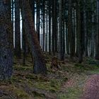 Waldmotive, hier: letzte Winterimpressionen im Fichtenwald (3)