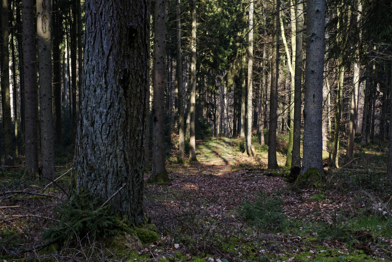 Waldmotive, hier: letzte Winterimpressionen im Fichtenwald