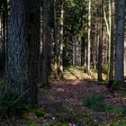Waldmotive, hier: letzte Winterimpressionen im Fichtenwald