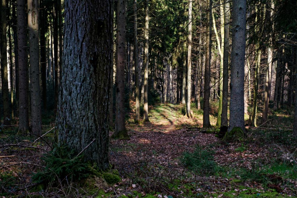 Waldmotive, hier: letzte Winterimpressionen im Fichtenwald