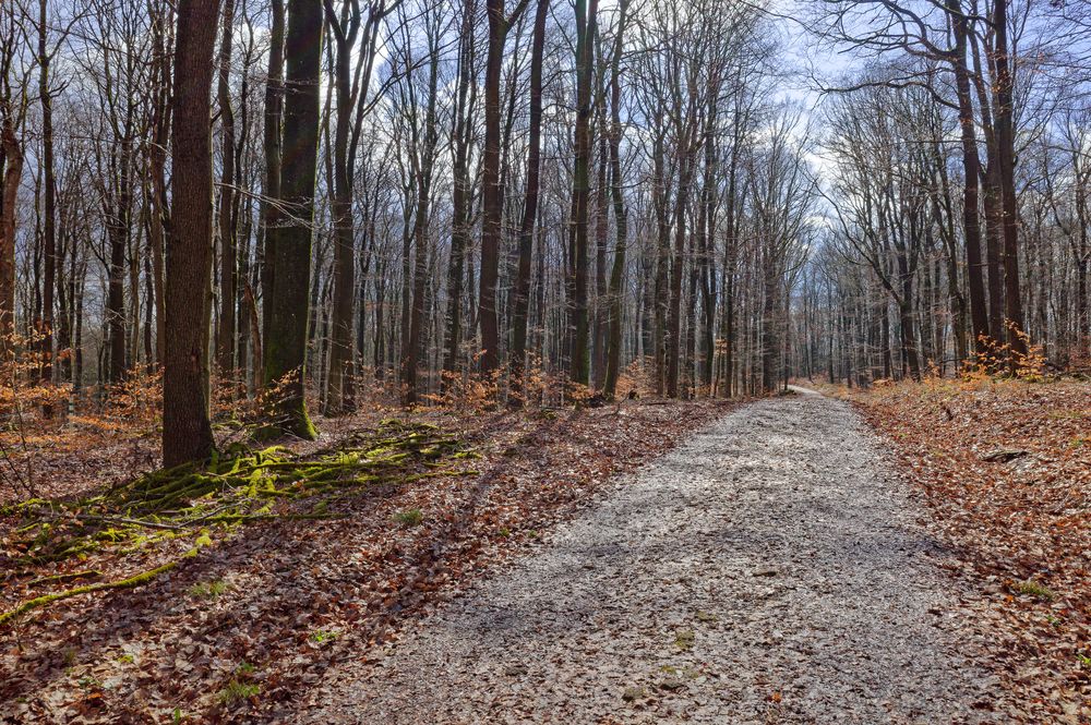 Waldmotive, hier: letzte Winterimpressionen im Laubwald