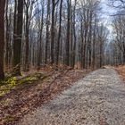 Waldmotive, hier: letzte Winterimpressionen im Laubwald