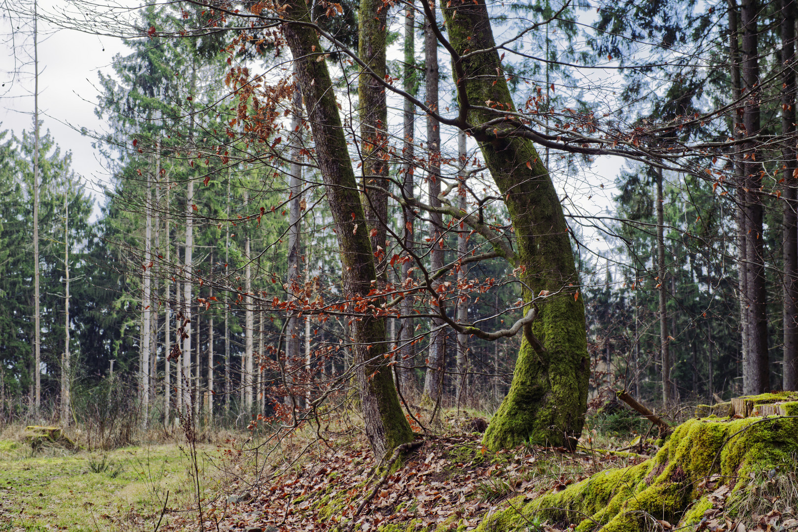 Waldmotive, hier: letzte Winterimpressionen im Wald