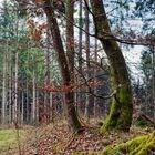 Waldmotive, hier: letzte Winterimpressionen im Wald