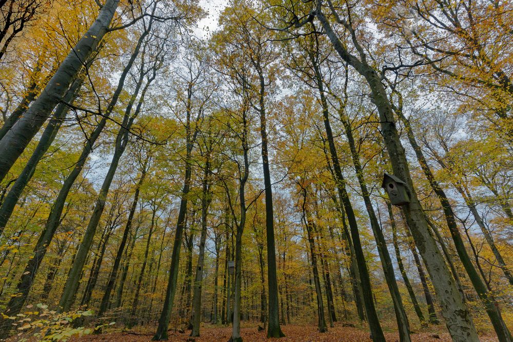 Waldmotive, hier: Letztes Herbstlaub in den Baumkronen