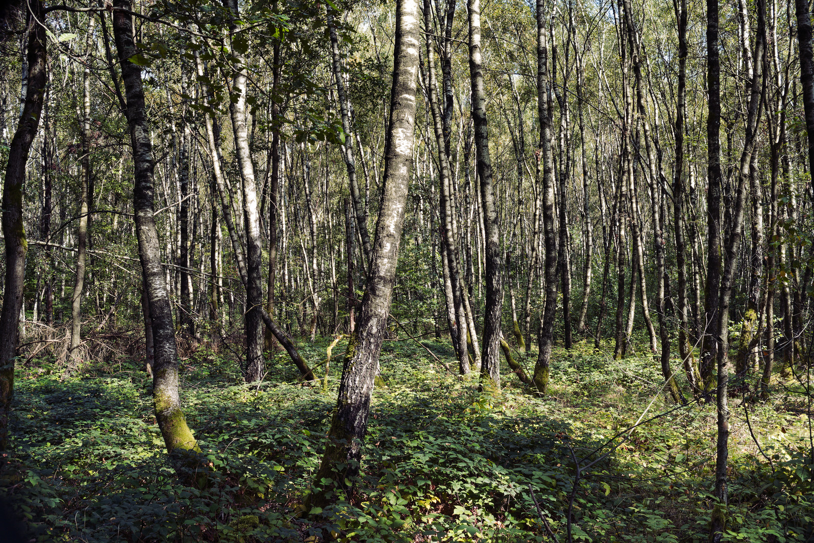 Waldmotive, hier: Licht im Birkendschungel