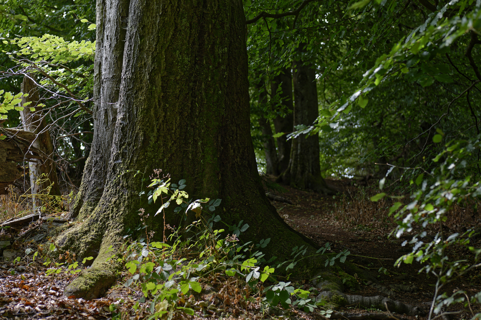 Waldmotive, hier: Licht und Schatten