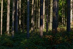 Waldmotive, hier: Licht und Schatten im Fichtenwald