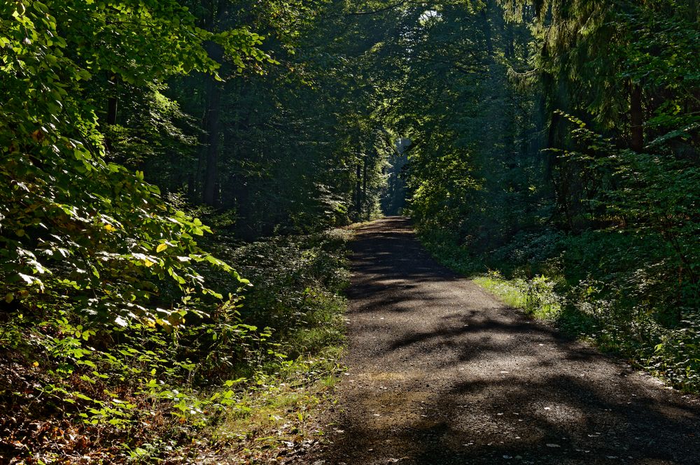 Waldmotive, hier: Licht und Schattenspiele auf dem Waldweg