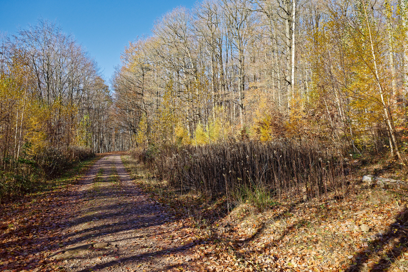 Waldmotive, hier: Licht- und Schattenstreifen auf dem Waldweg